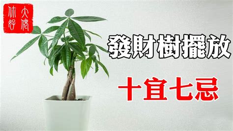 招財樹 風水|發財樹有哪些？花月、馬拉巴栗都上榜，5大訣竅好照。